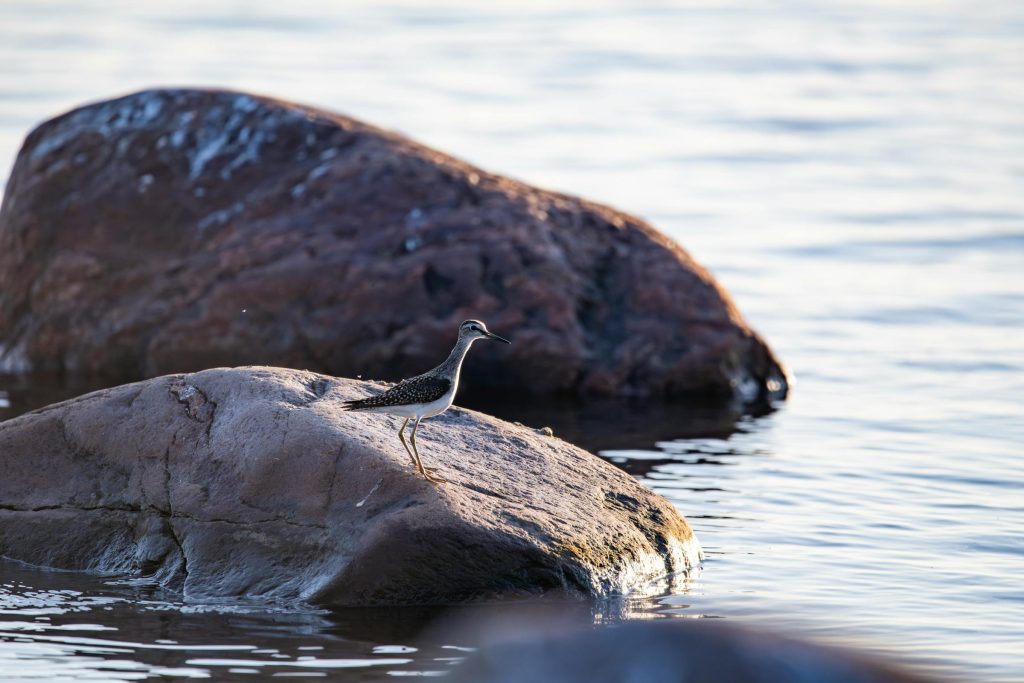 Exploring Alternative Lending in Estonia: How Bondora and KredEx Stack Up Against Traditional Banks - Melhores opções de empréstimo rapido na Estônia